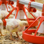 poultry feed management