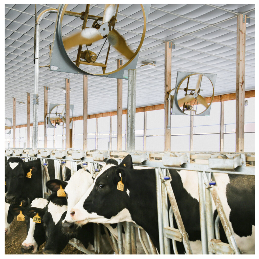 DAIRY FARM VENTILATION